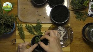Размножение хвойных черенками