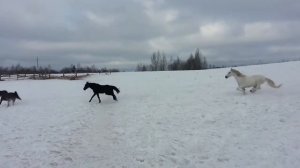 Гулянки (Занятия и Прогулки на Лошадях СПб)