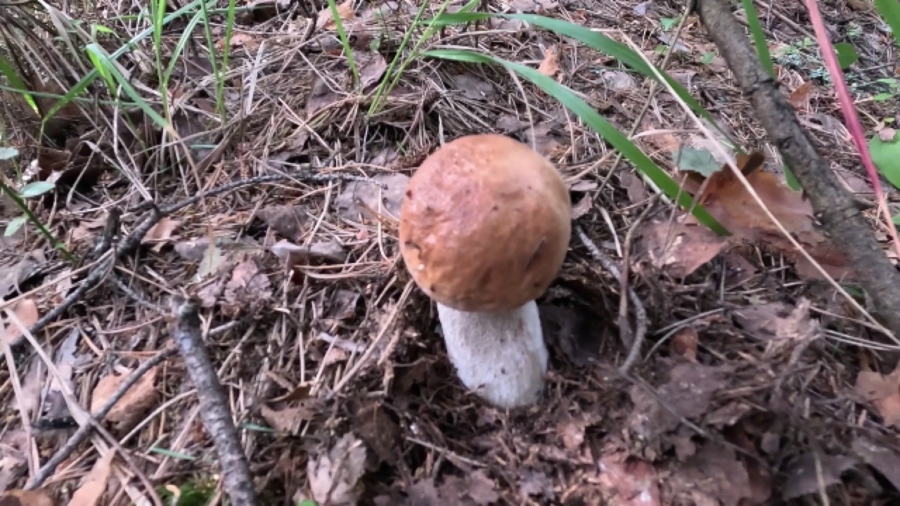 Белые грибы 2023. В лесу их пока немного, но скоро будет больше смотреть онлайн