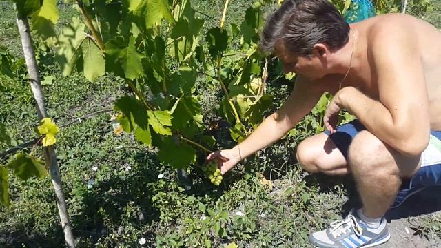 Мой виноградник. 06.08.2016г. Созревание. Снимаем пробу с Ксении и ПГ-5 (Ливадийский мускат) смотреть онлайн