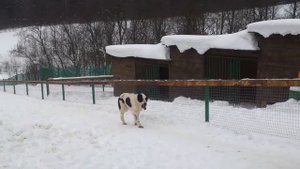 Алабай на задних лапах! Прикол!