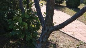 Цепная мини-пила на АКБ. Что внутри и работа в реальных условиях