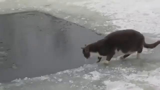 Кот на зимней рыбалке. Cat fishing