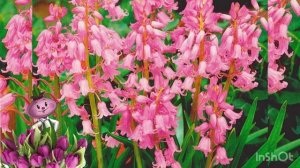 Гиацинтоидес chipollino flowers