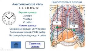 Анатомические часы печени