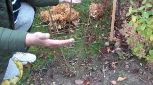 Каскадная обрезка метельчатой гортензии.