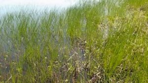 Заливные луга, май 2012.