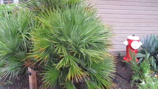 Chamaerops humilis palm a good choice for North Pacific gardens