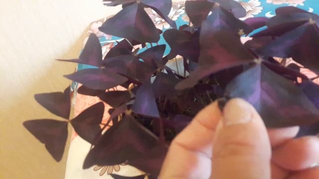 Оксалис гули .Цветок оксалис. смотреть онлайн