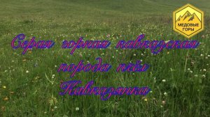 В. Г. Кашковский "Серая горная кавказская порода пчел - кавказянка" 24.04.2019