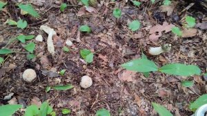 Гриб весёлка. Через два дня, на тоже место...