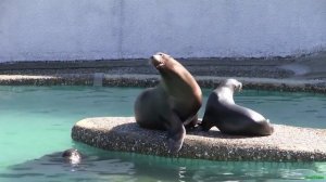 Морские львы - California sea lion