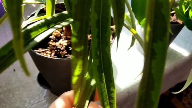 Комнатные цветы. Пересаживаю фикусы и разделяю Биркина. смотреть онлайн