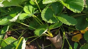 Аврора Мунира новейший сорт клубники весенняя посадка фриго .Рассада