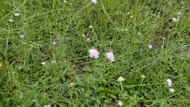 Pincushion Flower Food смотреть онлайн