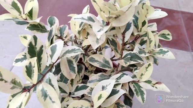 starlight ficus || ficus safari || variegated ficus care tips || full information about ficus safar смотреть онлайн