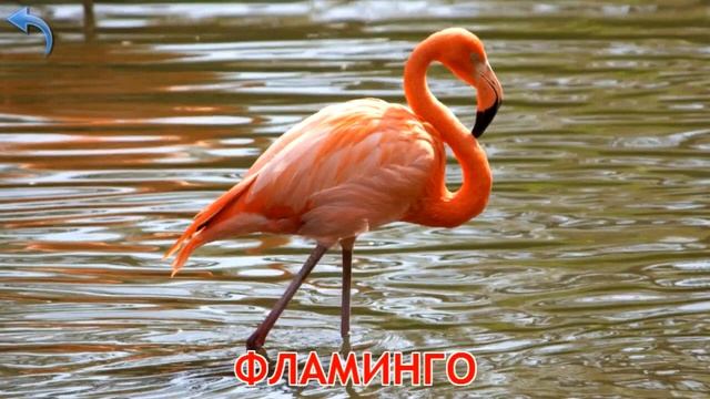 Карточки Домана. Часть 4. Птицы