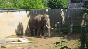 Prague Zoo Зоопарк Праги   Слон