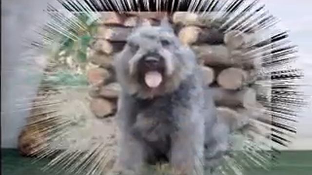 F L A N D E R S -  D O G