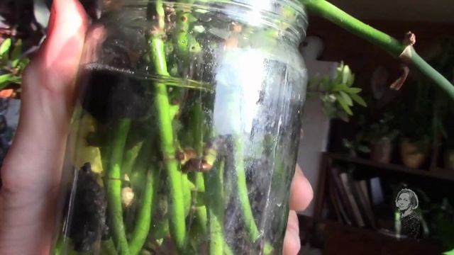 ЖЕЛТЕЮТ ЛИСТОЧКИ У МОНСТЕРЫ ЧТО ДЕЛАТЬ!? смотреть онлайн