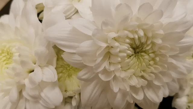 Хризантемы. Какими свойствами обладают эти цветы. Что они притягивают. смотреть онлайн