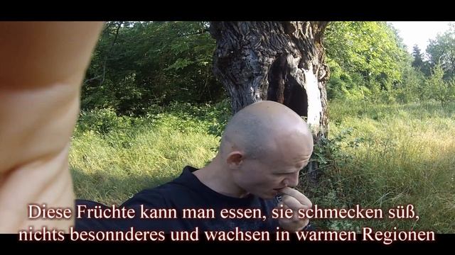 Ягоды Шелковицы в пищу