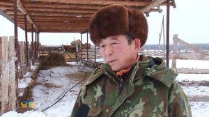 В деревне Кокуй развивается молочное и мясное скотоводство