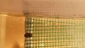 Хороший нерест , жёлтой моллинезии  вилка ,порядка 100 мальков.