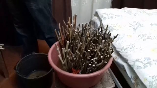 Массовое проращивание черенков в домашних условиях.Краткое описание основных этапов. Партия 2