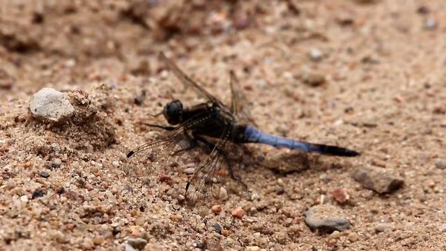 Стрекоза решетчатая, или большая голубая. Orthetrum cansellatum. Насекомые Беларуси.