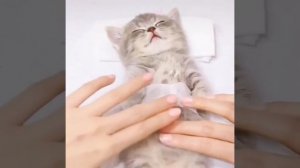 КОТ В СПА САЛОНЕ