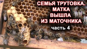 Семья трутовка. часть 4. Матка вышла из маточника.
