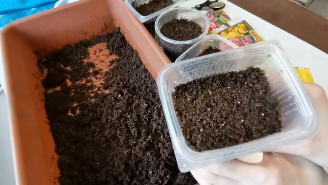 Сею клубневую бегонию на рассаду. Новые Бегонии Америгибрид и другие. смотреть онлайн