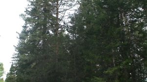 Оздоровительные прогулки вдоль реки Лебедь, с.Турочак, Горный Алтай