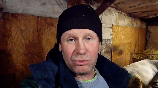 Почему именно вьетнамские поросята .