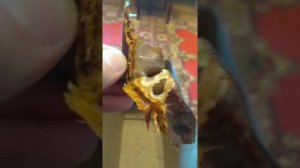 Семена гледичии/Gledichia seeds