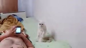 Кот стоит смирно под гимн России)))