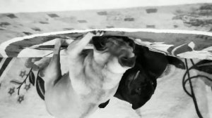 #дружные мопсы))