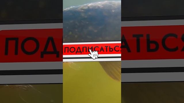 Бешенный рок.Батерфляй подводной глади продемонстрировали ...