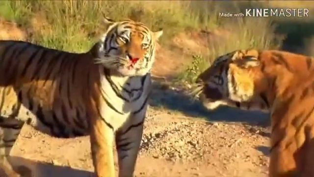 Сумасшедших битв животных снятых на камеру//🖒 смотреть онлайн