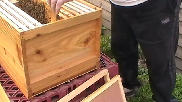 installation of a nuke of buckfast honey bee from beckysbeezzzs смотреть онлайн