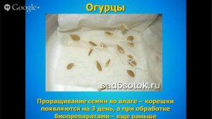 Как ускорить прорастание огурцов