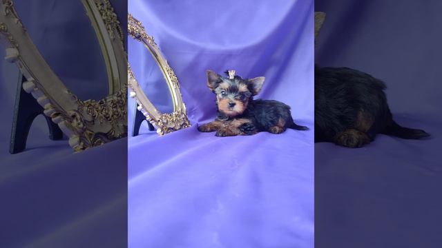 Продажа😃Питомник Йорк & Шпиц.Elite Pets,Крым, Евпатория 🌞Вопросы+79788972514 Доставка возможна 🥰 смотреть онлайн