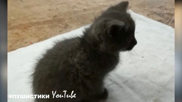 С отчаянной надеждой малыши бросаются под ноги каждому входящему - вдруг это за ними? смотреть онлайн