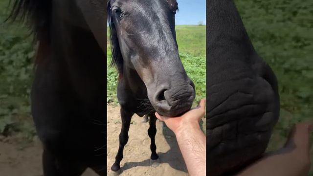 Карачаевский Иноходец