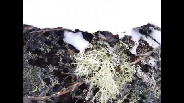 Куэльпорр Хибины смотреть онлайн