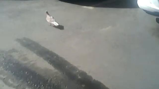 Увидел белого голубя? смотреть онлайн