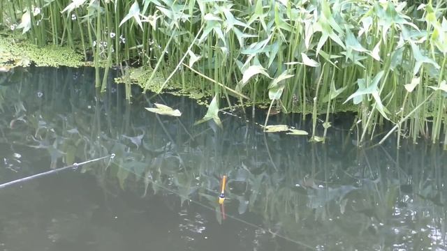 ВЕЧЕРНИЙ КЛЁВ КРУПНОГО КАРАСЯ! Рыбачим с ВЕРНЫМ ЧЕТВЕРОНОГИМ ДРУГОМ! смотреть онлайн