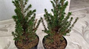 Ель Коника в горшке Как ухаживать в домашних условиях Как сохранить до весны ель конику в горшке