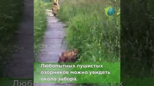 У лисы из Кирово-Чепецка появились дитёныши.